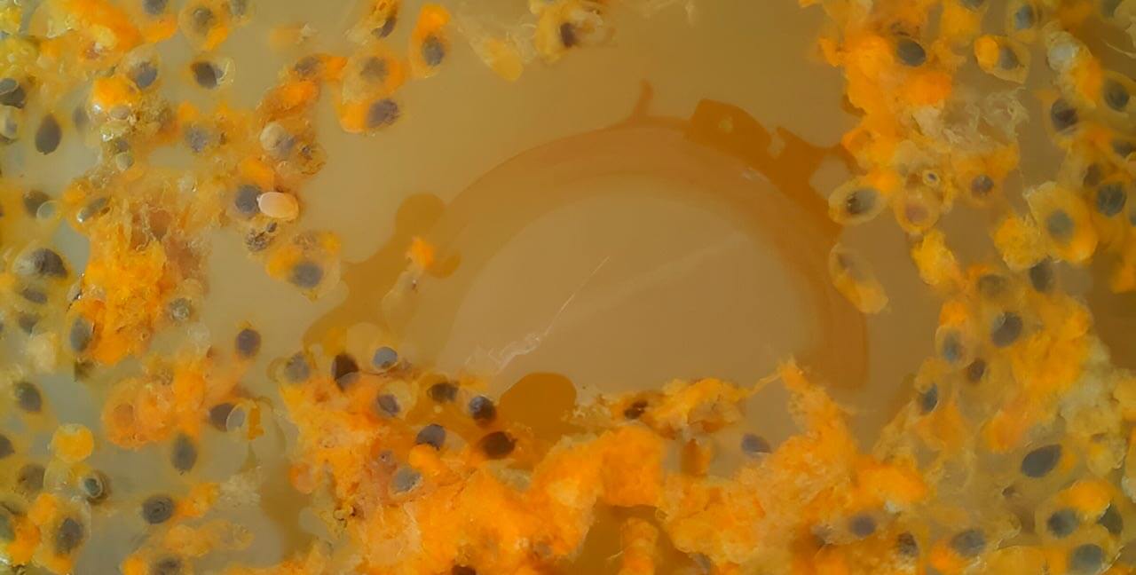 Taller de Fermentados