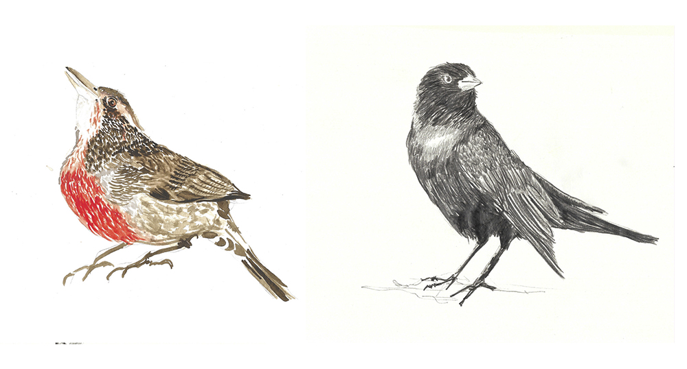 Taller de observacin e ilustracin de aves
