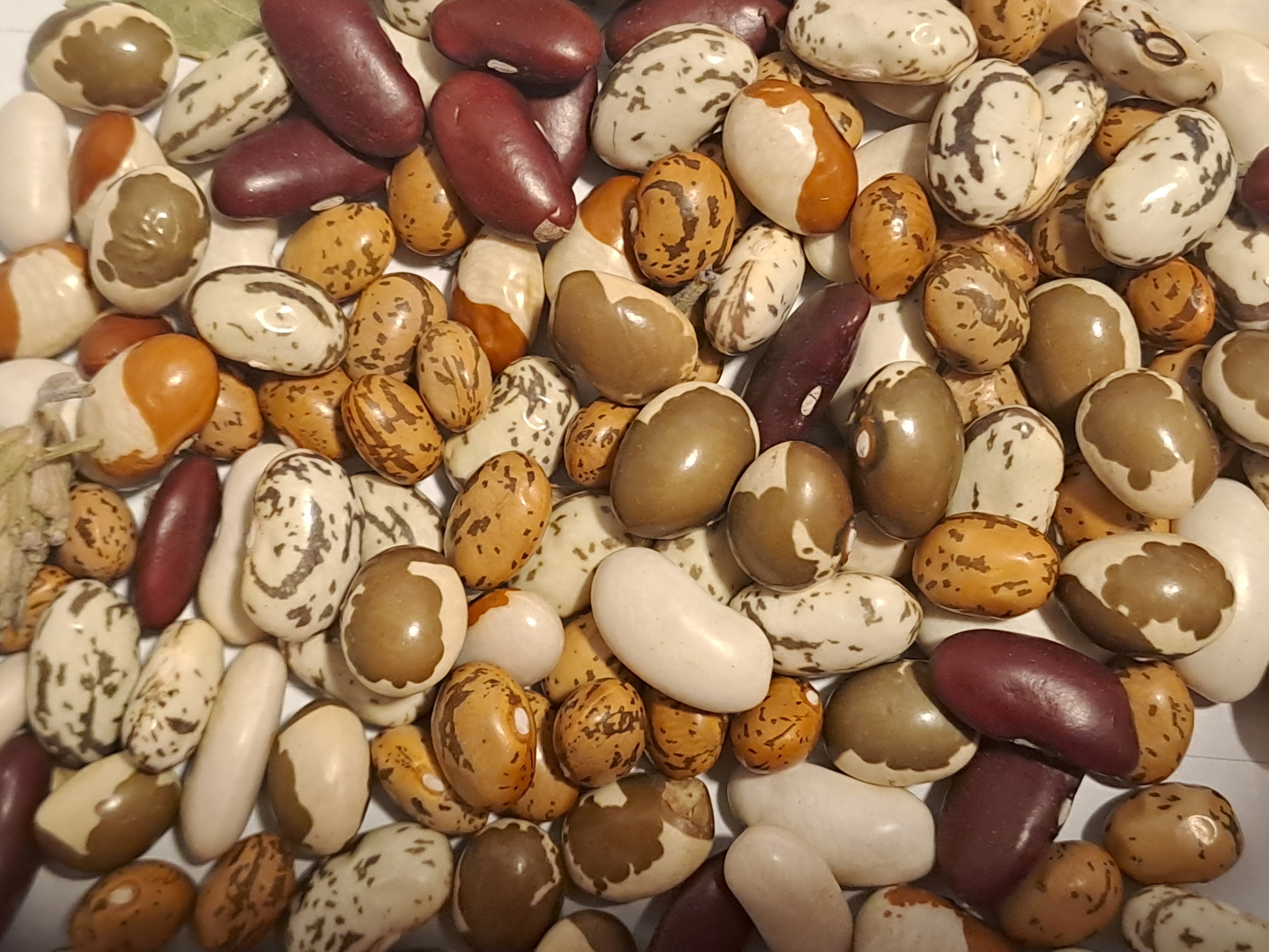 Taller “Semillas: origen de vida y patrimonio” del proyecto “Germinando nuestro barrio”