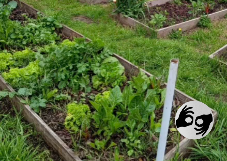 Nuevo ciclo de la Tierra: hortalizas de invierno
