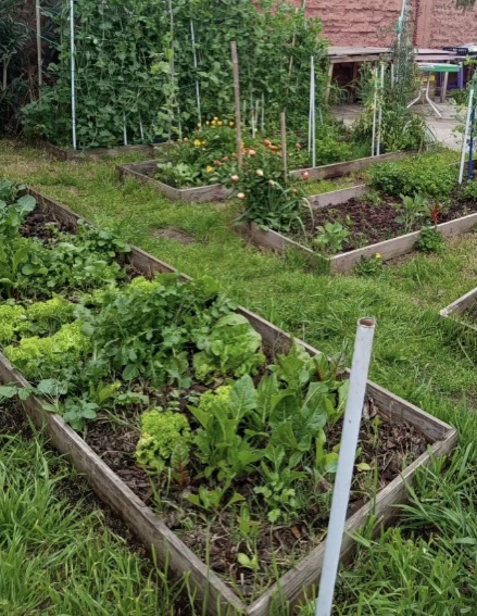 Nuevo ciclo de la Tierra: hortalizas de invierno