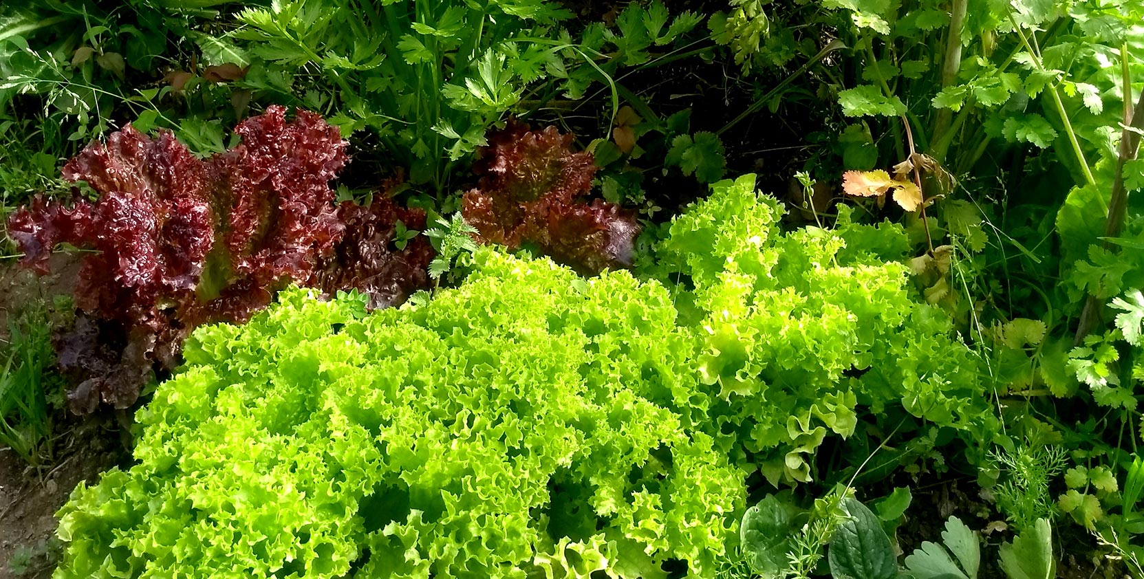 Taller de huerto de primavera