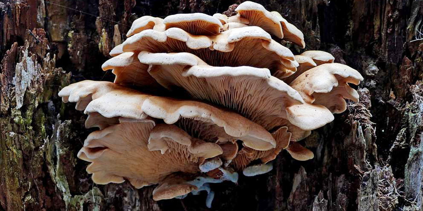 Cultivo de hongo ostra
