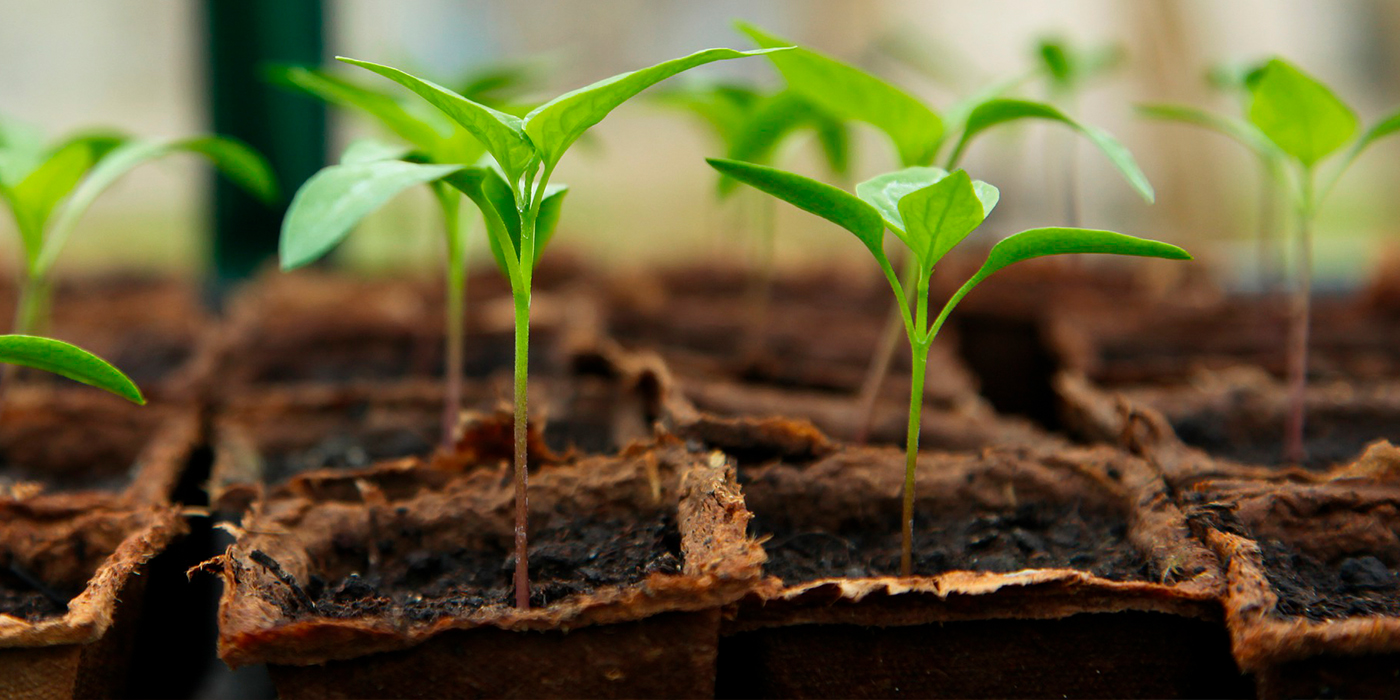 La revolucin de la germinacin