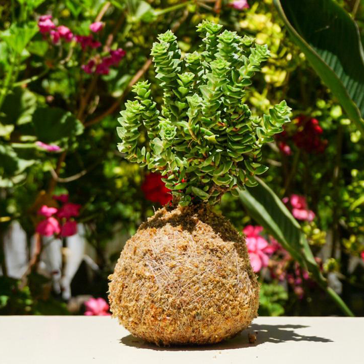 Imagen de un Kokedama
